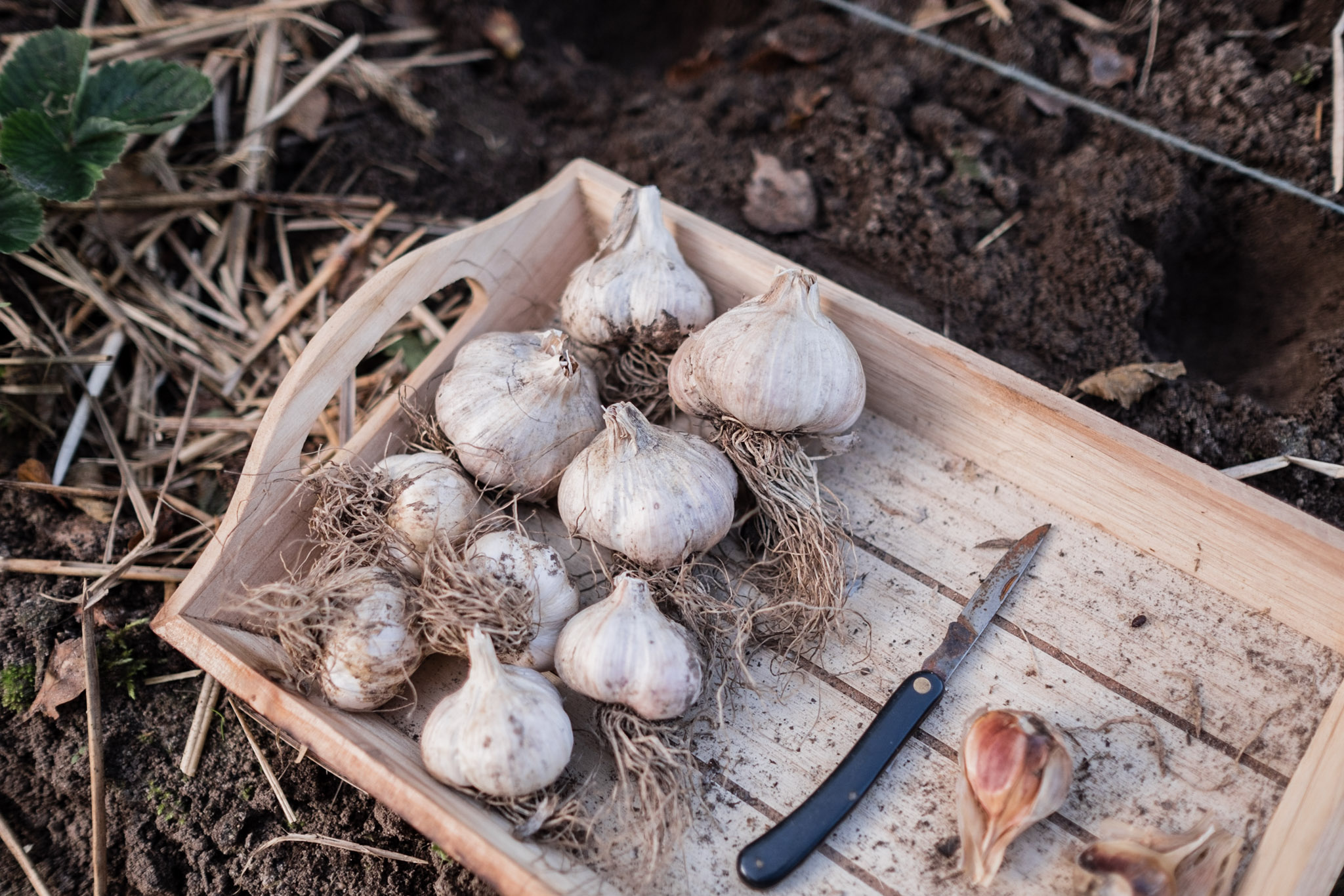 Knoblauch stecken - Osmers Garten