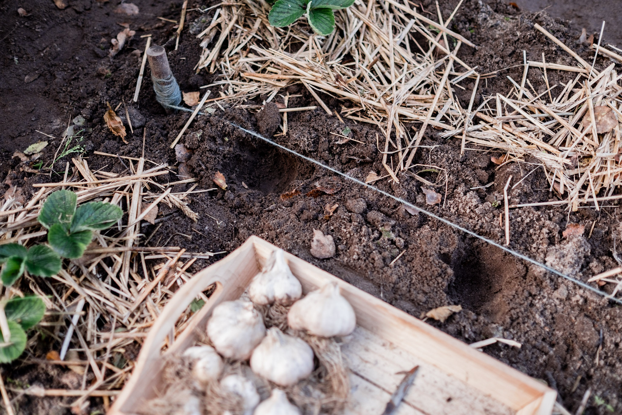 Knoblauch Anpflanzen Osmers Garten