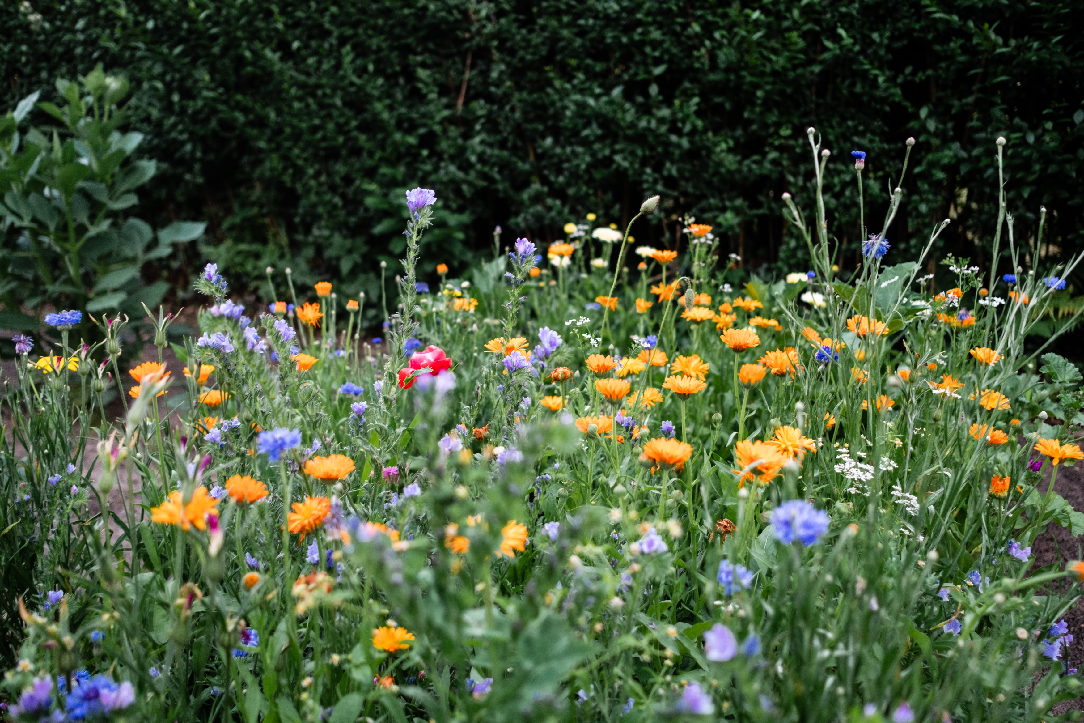 Blumenbeet in Reihen anlegen Osmers Garten