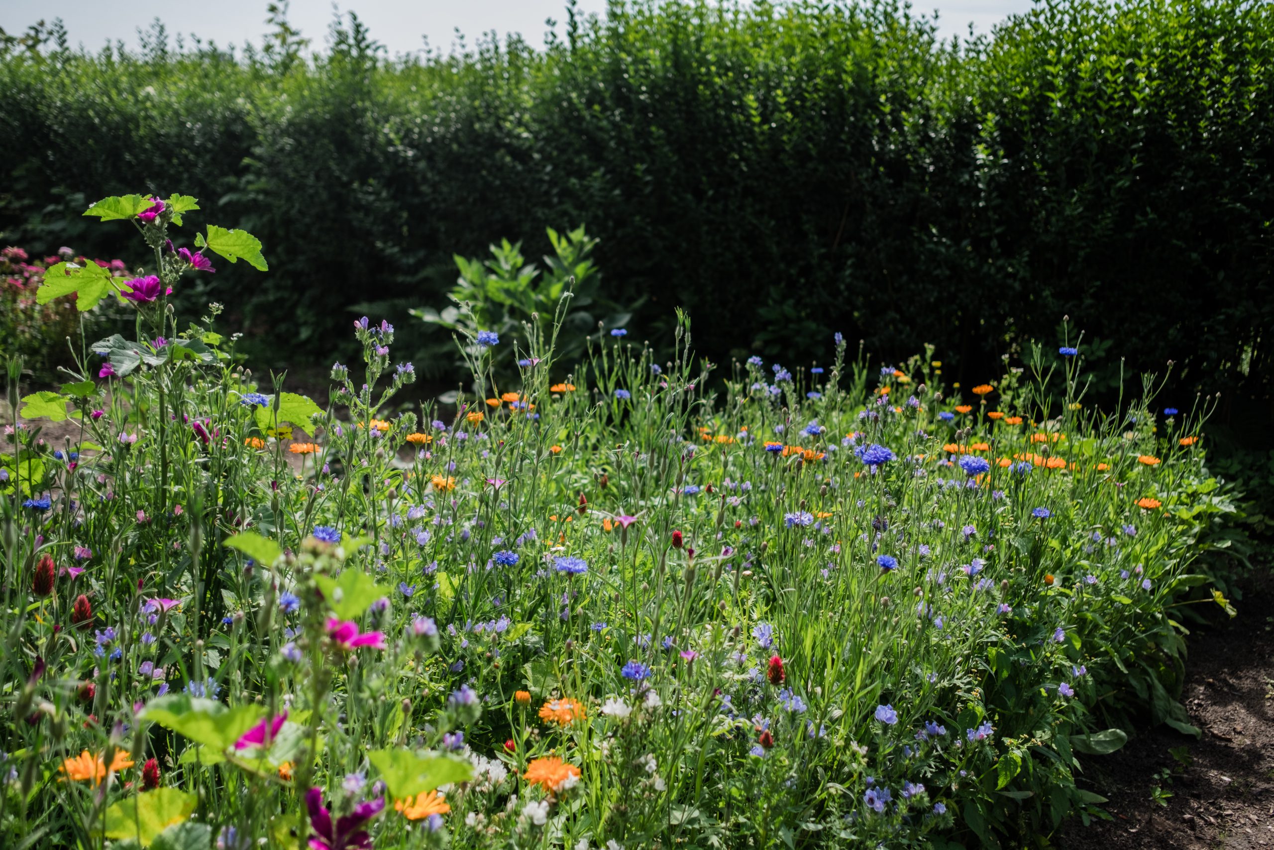 Blumenbeet in Reihen anlegen Osmers Garten